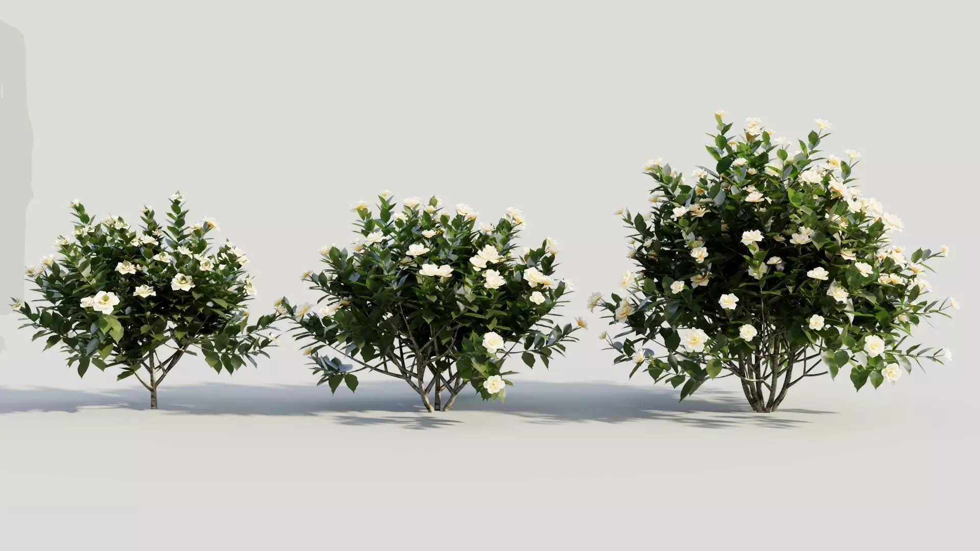 Gardenia jasminoides c 3D model_0