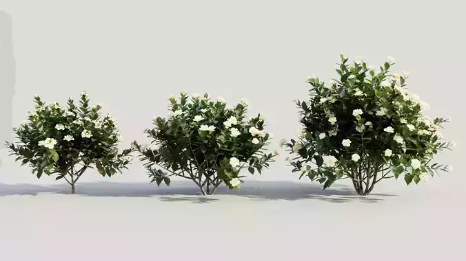 Gardenia jasminoides c