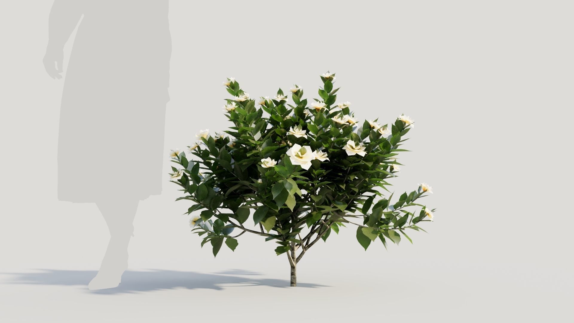 Gardenia jasminoides c 3D model_5