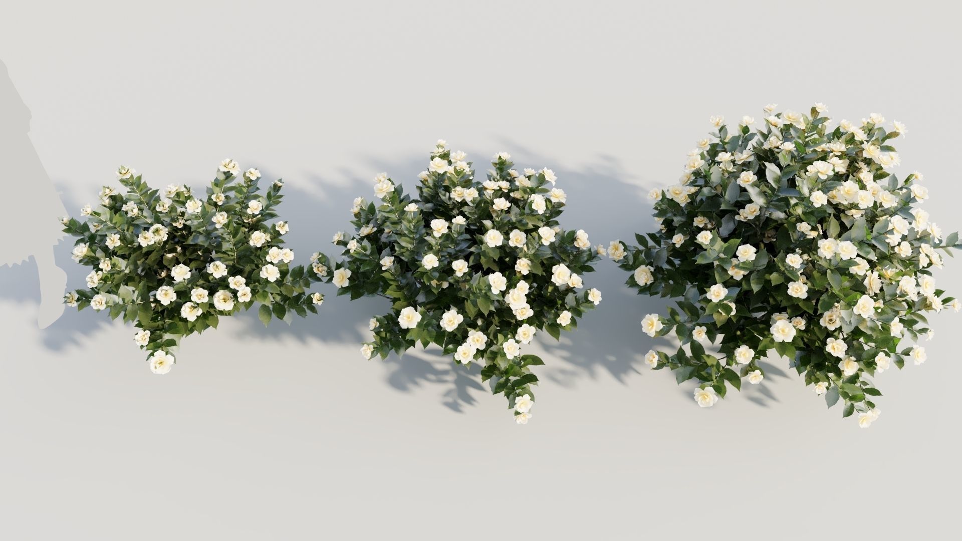 Gardenia jasminoides c 3D model_2
