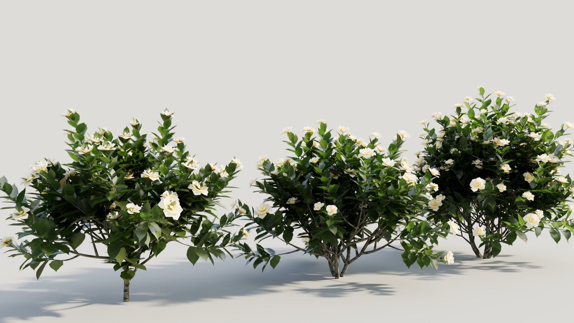 Gardenia jasminoides c 3D model_3