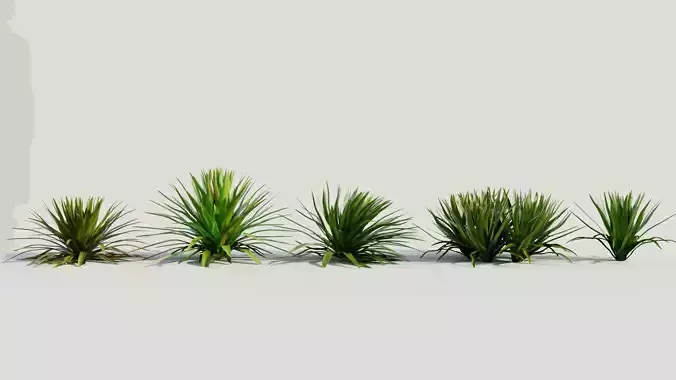 Hymenocallis littoralis