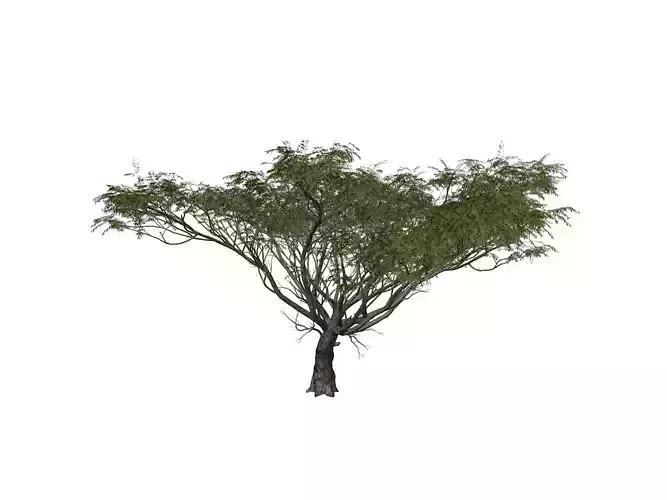 Acacia Tree - 01 -