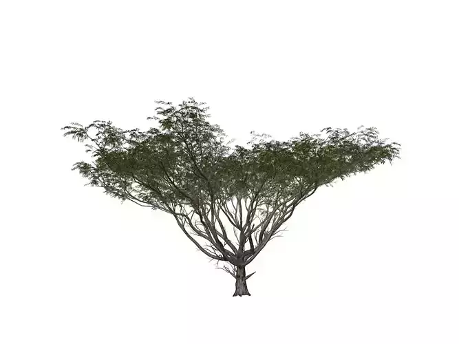 Acacia Tree - 02 -