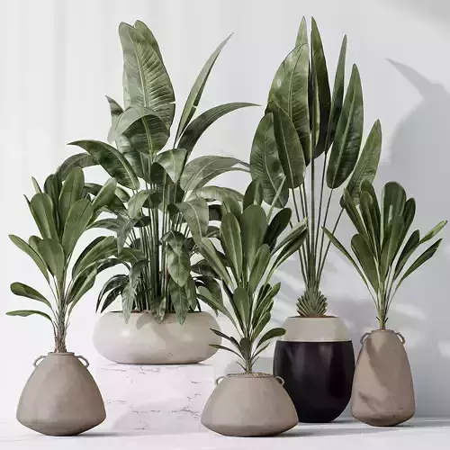 Licuala Grandis Ruffled Fan Palm 3D model