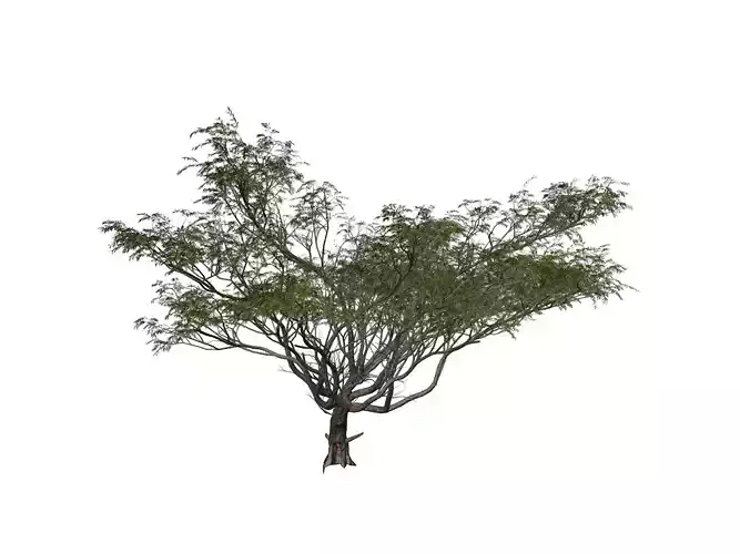 Acacia Tree - 03 -