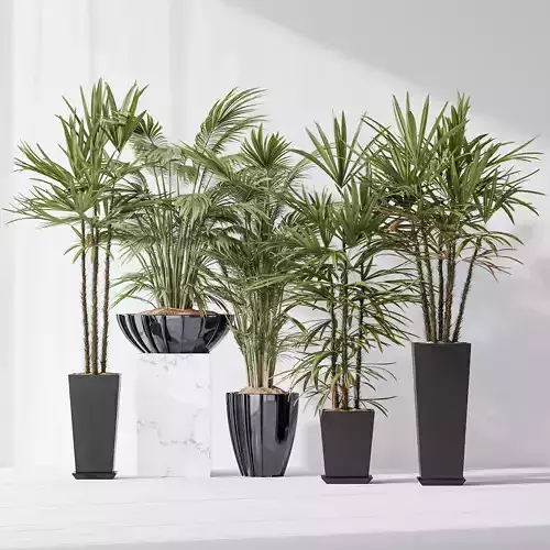 Areca Majesty Cat Reed Palm and Rhapis Excelsa Lady Palm vases 3D model