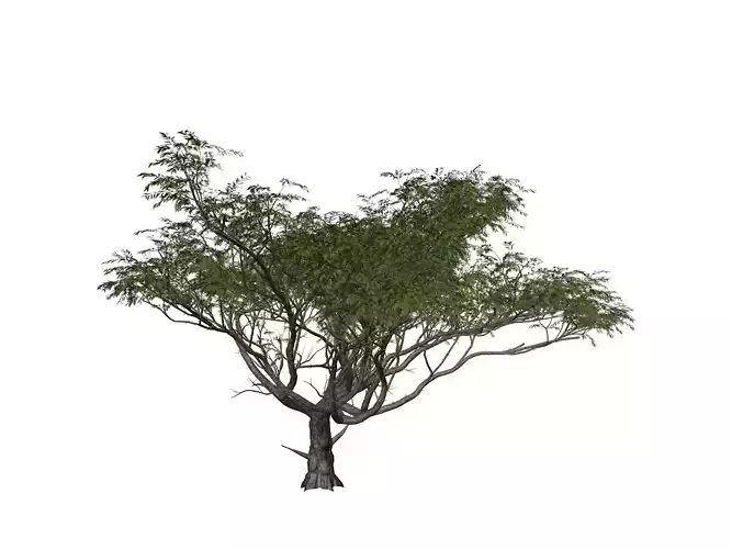 Acacia Tree - 04 -