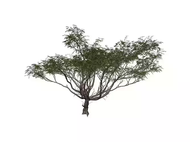Acacia Tree - 05 -