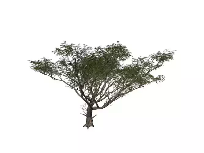 Acacia Tree - 06 -