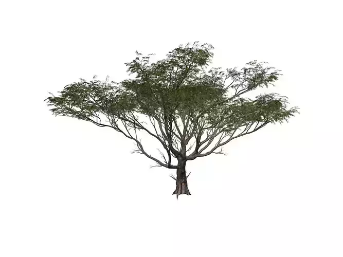 Acacia Tree - 07 -
