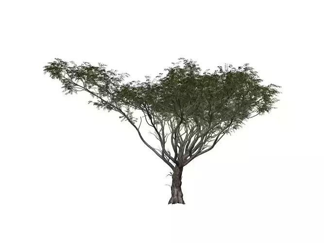 Acacia Tree - 08 -