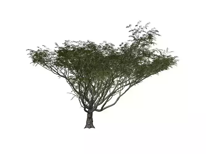 Acacia Tree - 09 -