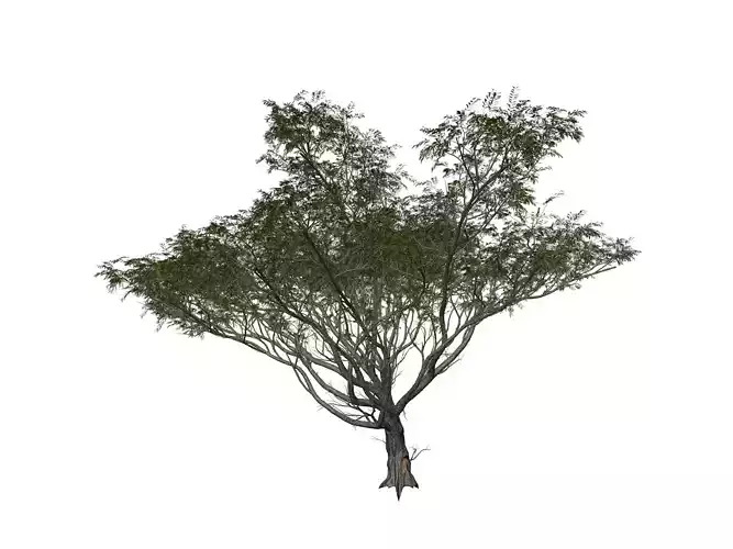 Acacia Tree - 10 -