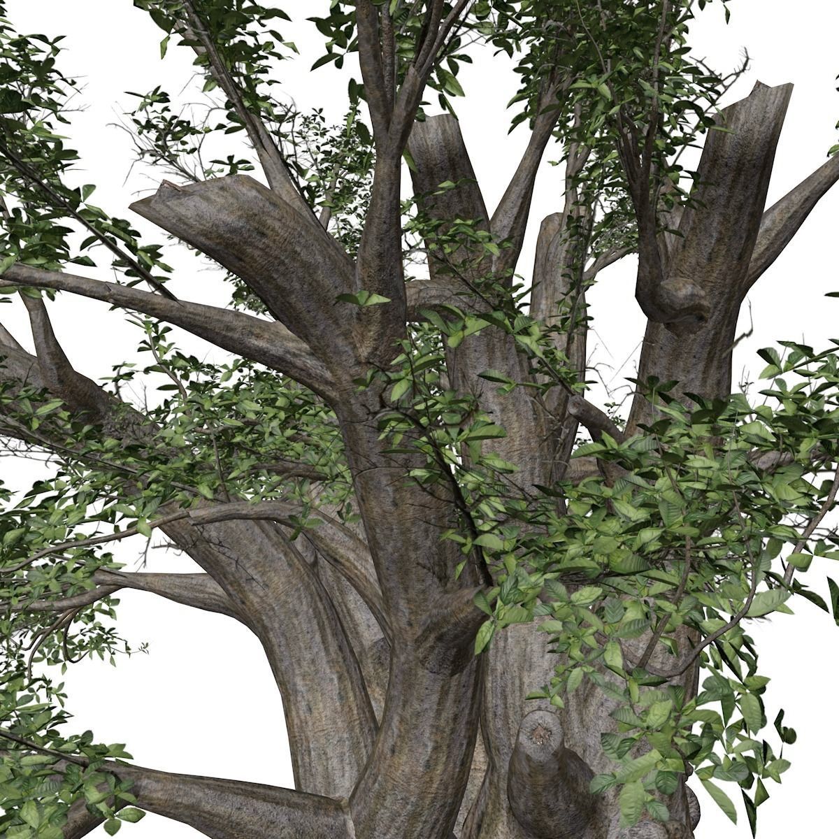 African Baobab Tree - 01 - 3D model_3