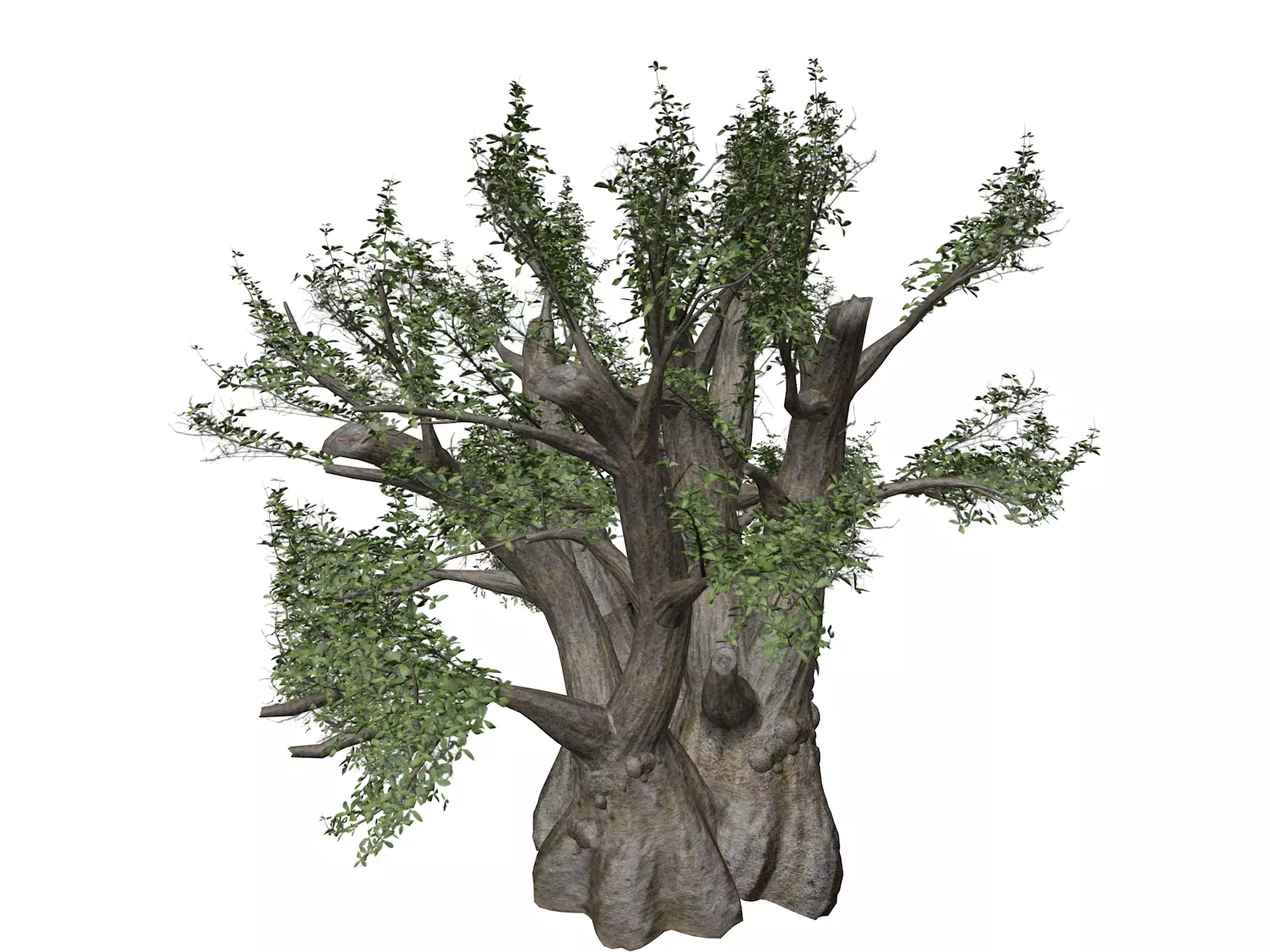 African Baobab Tree - 01 - 3D model_0