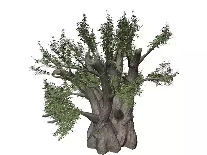African Baobab Tree - 01 -