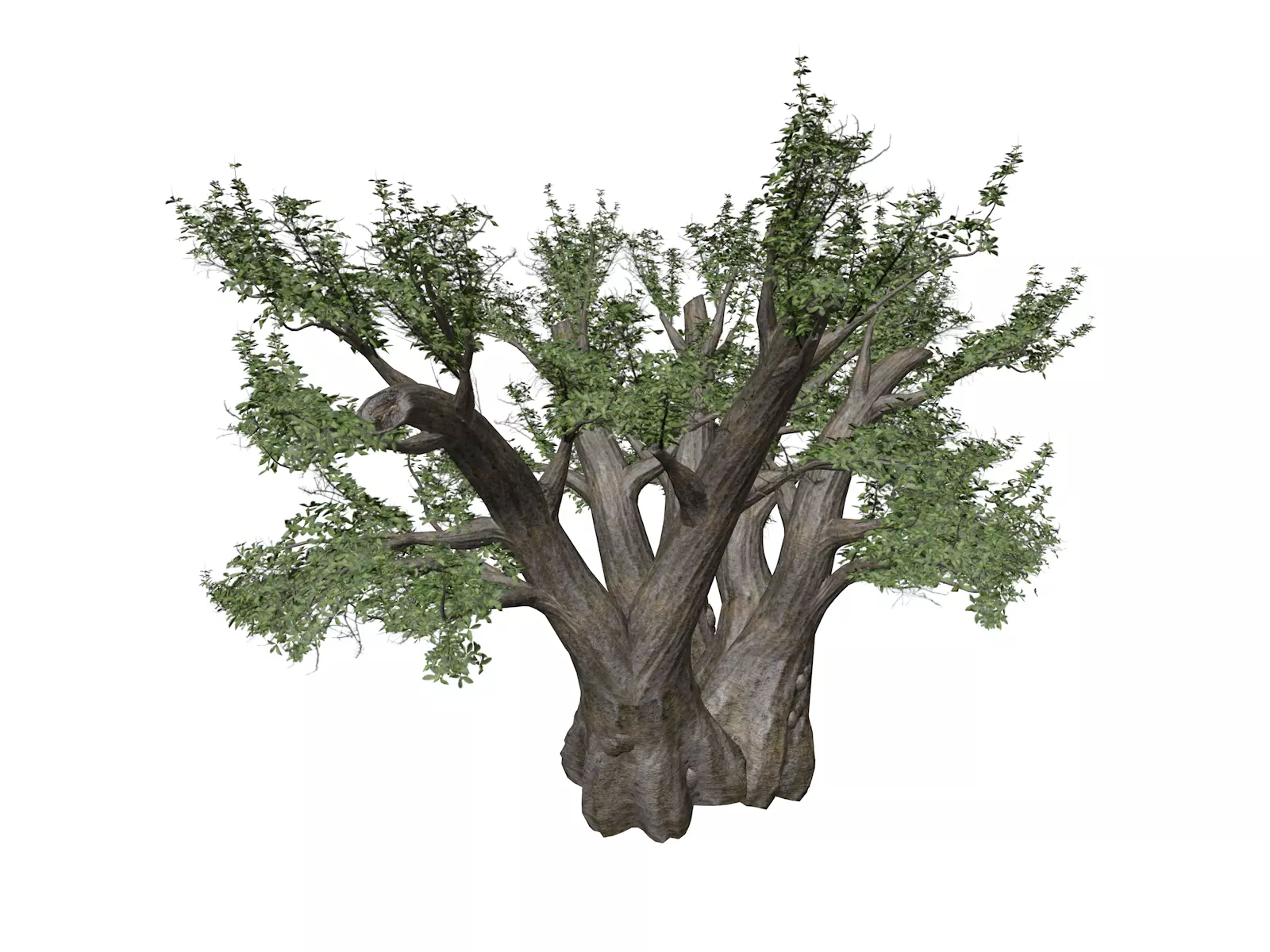 African Baobab Tree - 02 - 3D model_0