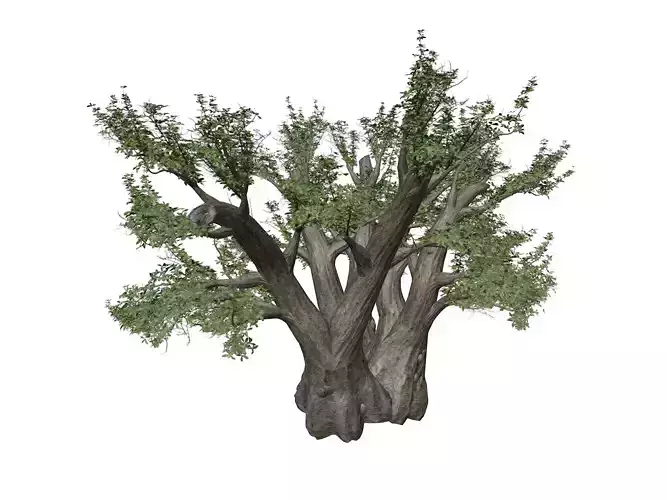African Baobab Tree - 02 -