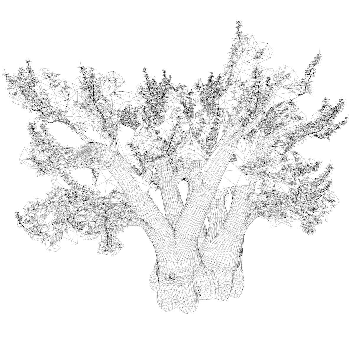 African Baobab Tree - 02 - 3D model_2