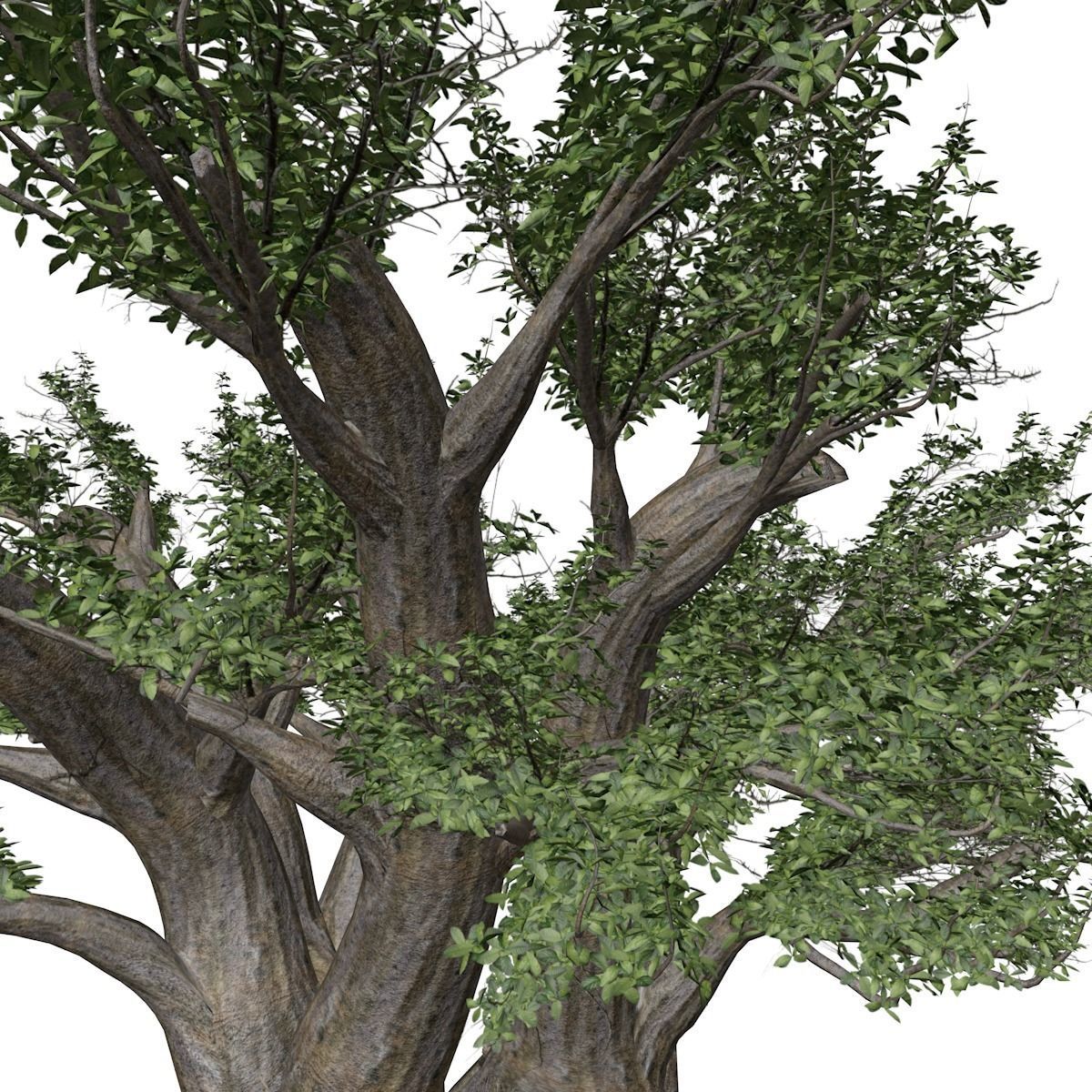 African Baobab Tree - 03 - 3D model_3