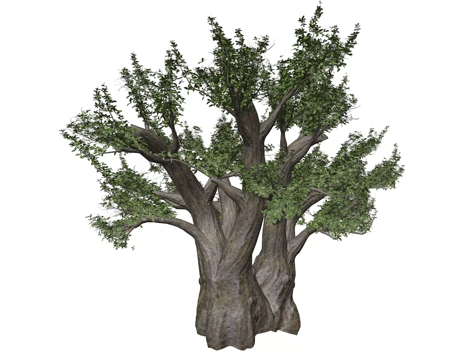African Baobab Tree - 03 - 3D model_0