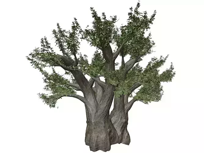 African Baobab Tree - 03 -