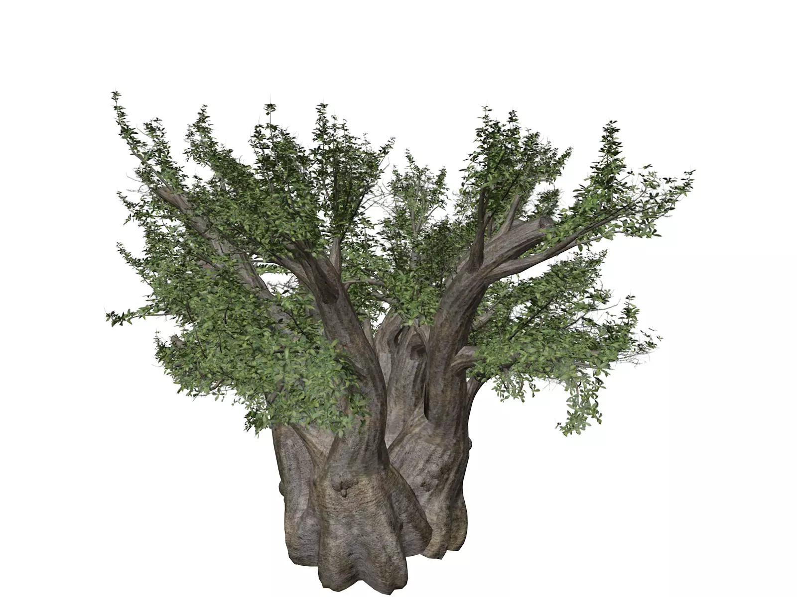 African Baobab Tree - 04 - 3D model