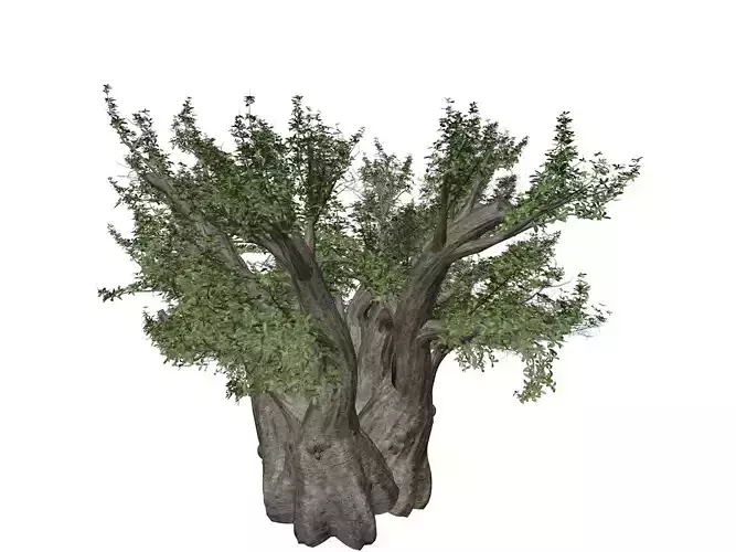 African Baobab Tree - 04 -