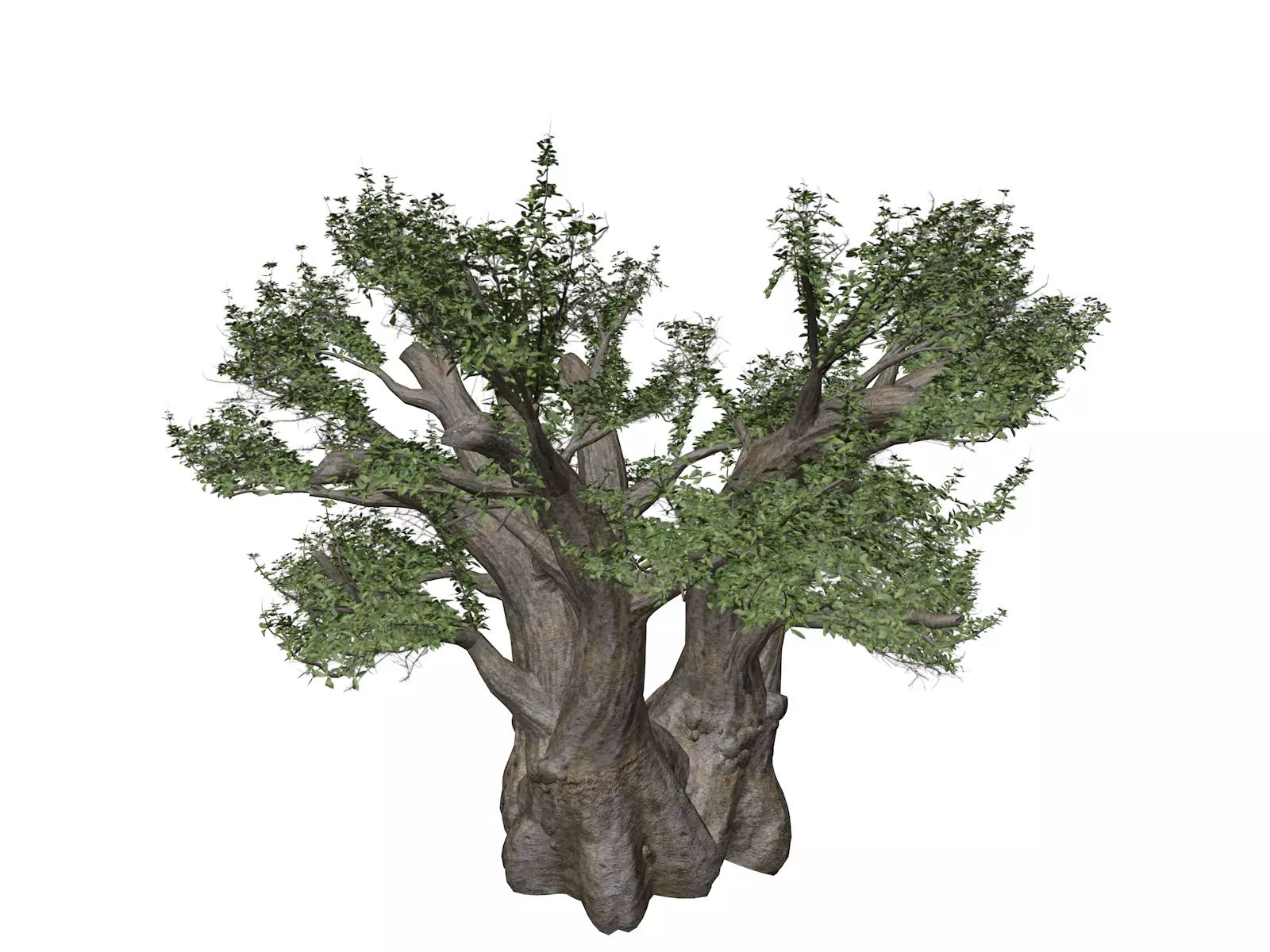 African Baobab Tree - 05 - 3D model