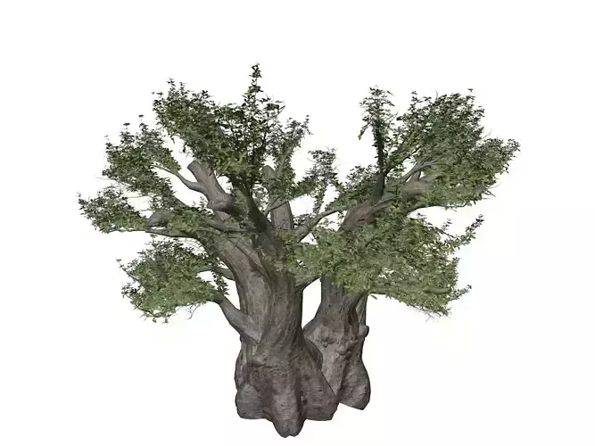 African Baobab Tree - 05 -