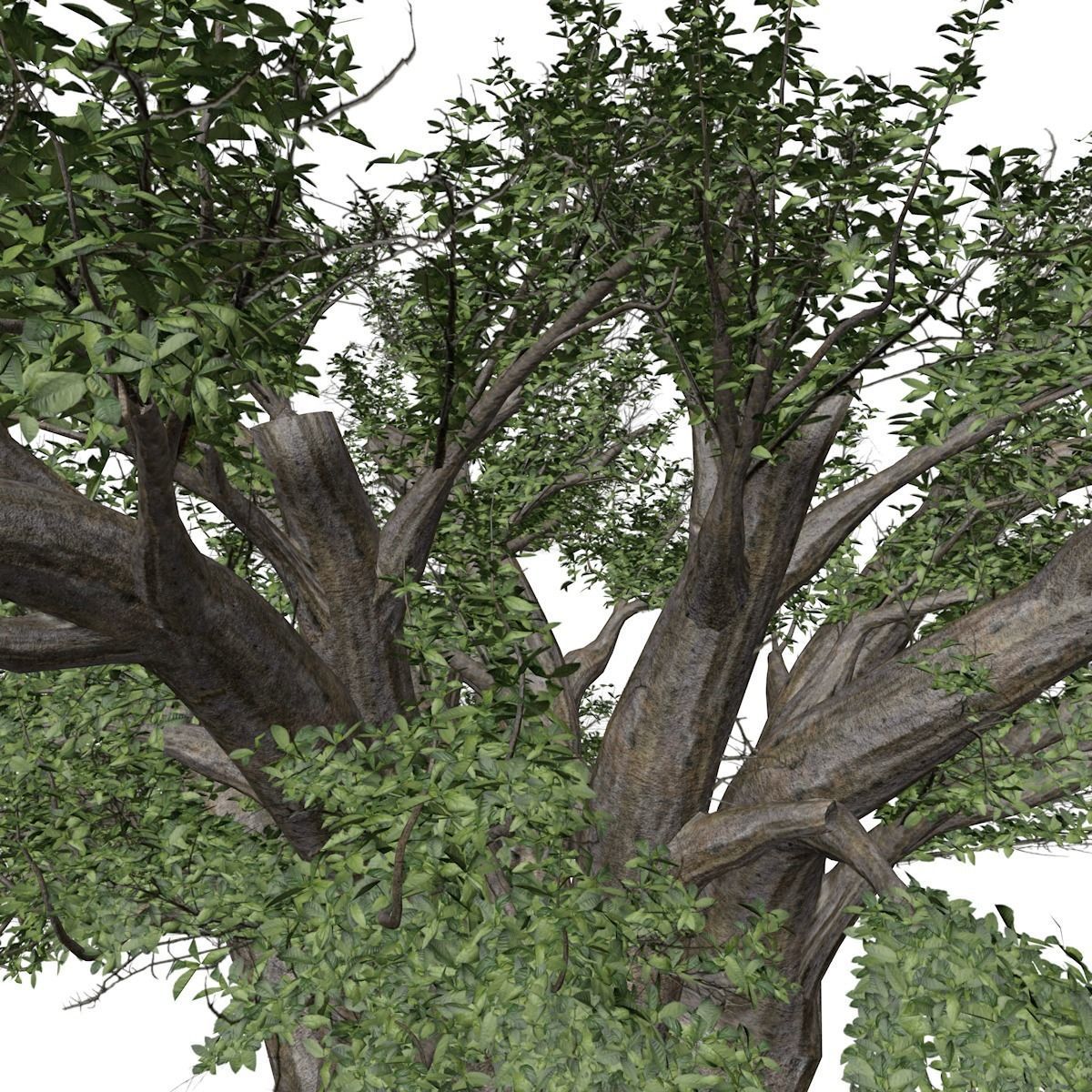 African Baobab Tree - 06 - 3D model_3