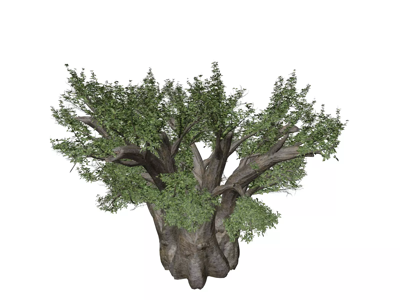 African Baobab Tree - 06 - 3D model_0