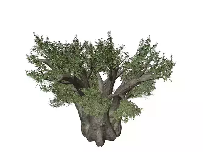 African Baobab Tree - 06 -
