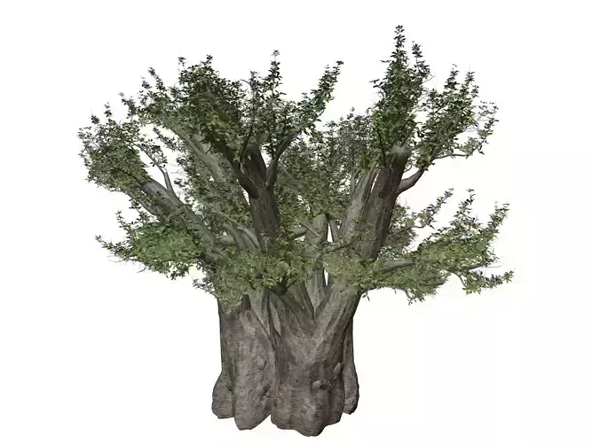 African Baobab Tree - 07 -