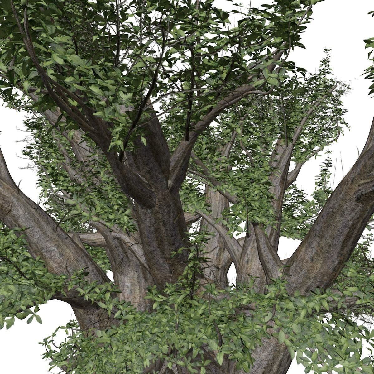 African Baobab Tree - 07 - 3D model_3