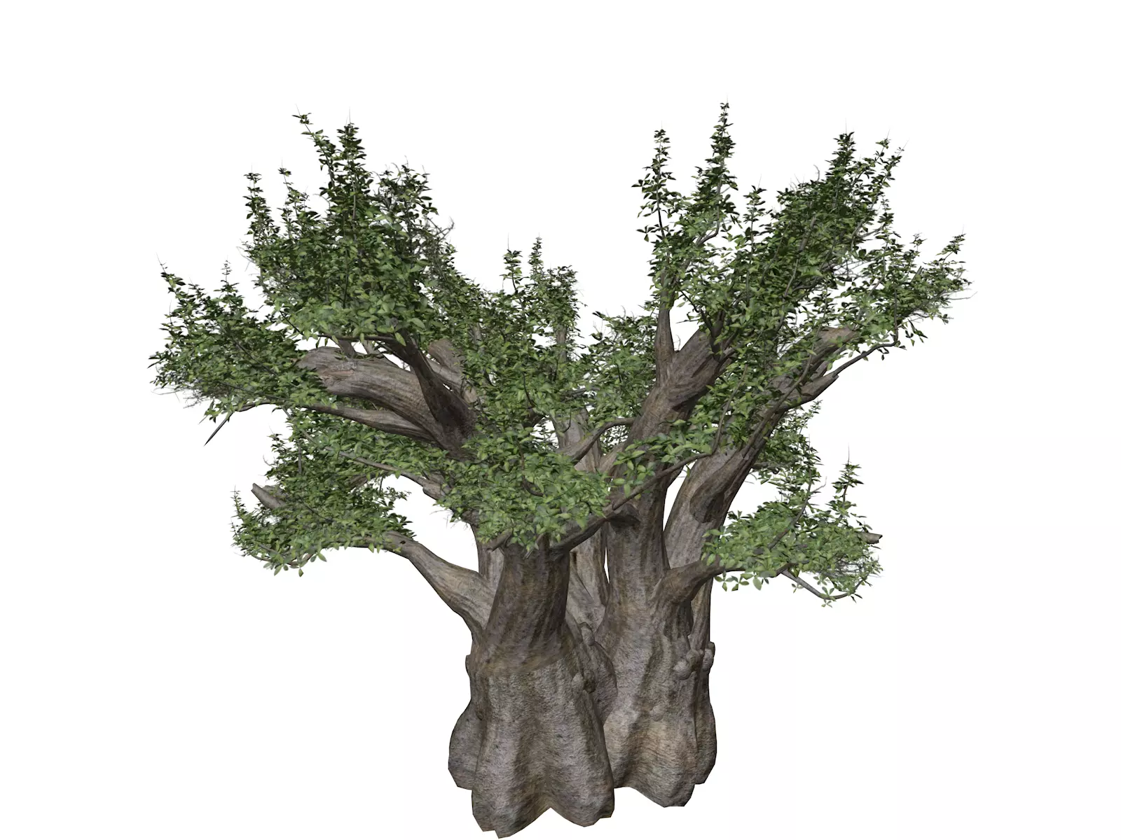 African Baobab Tree - 08 - 3D model