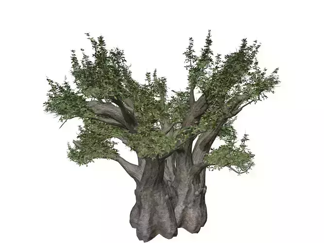 African Baobab Tree - 08 -