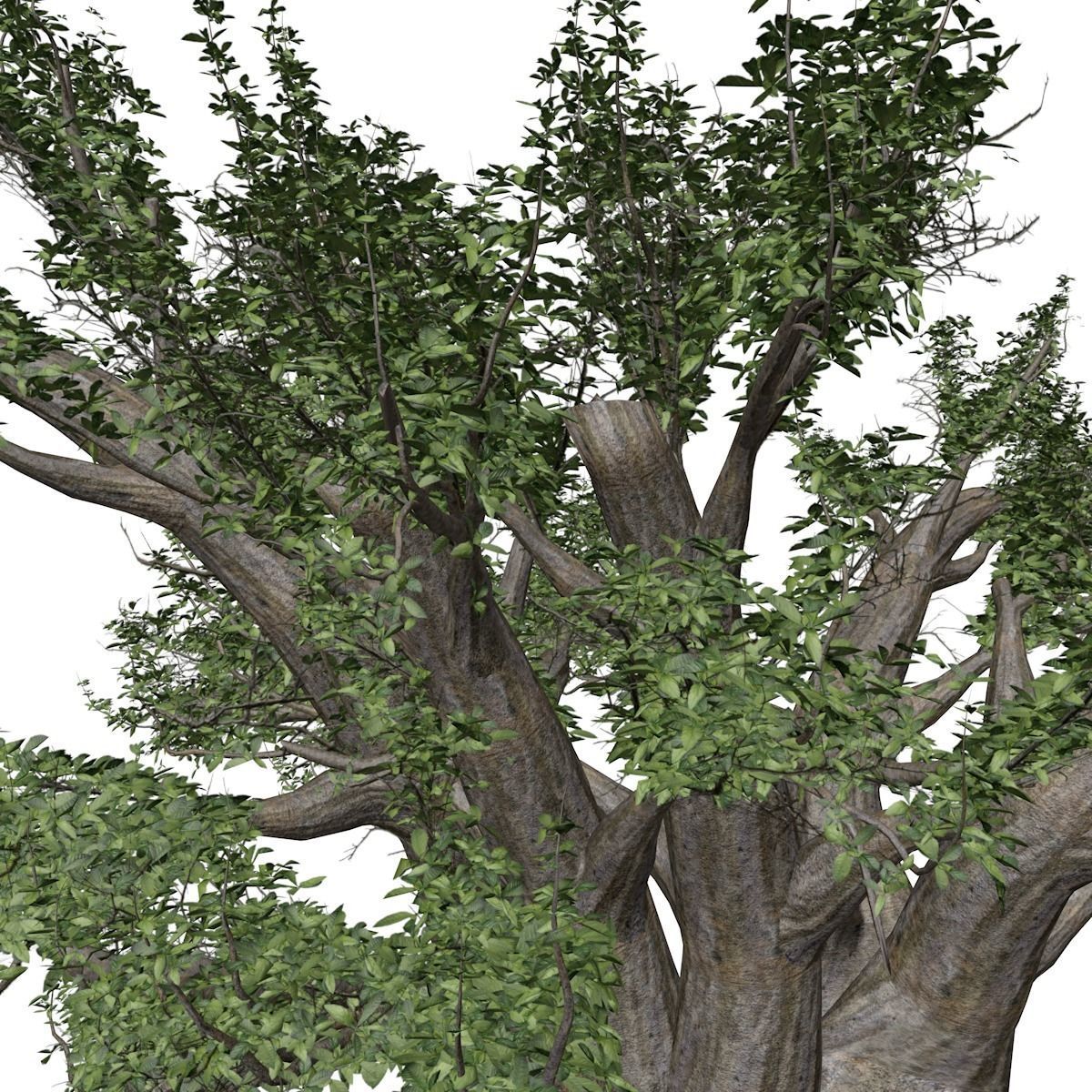 African Baobab Tree - 09 - 3D model_3