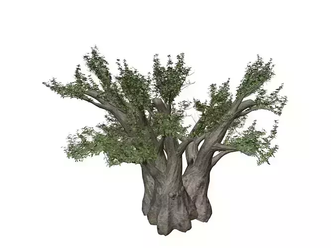 African Baobab Tree - 09 -