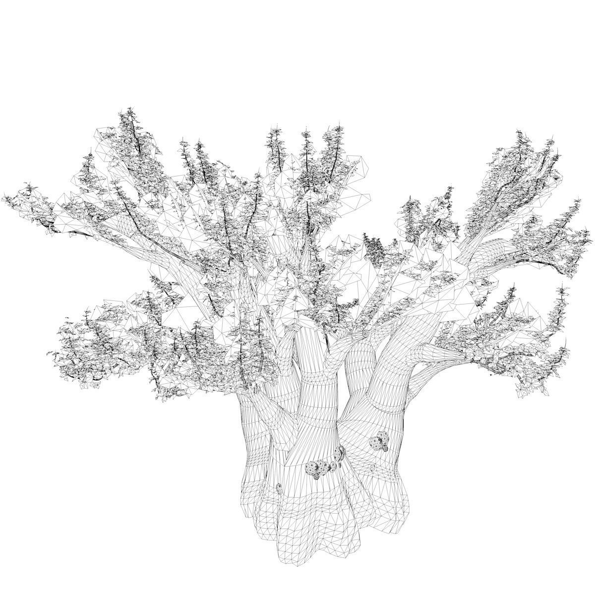 African Baobab Tree - 09 - 3D model_2