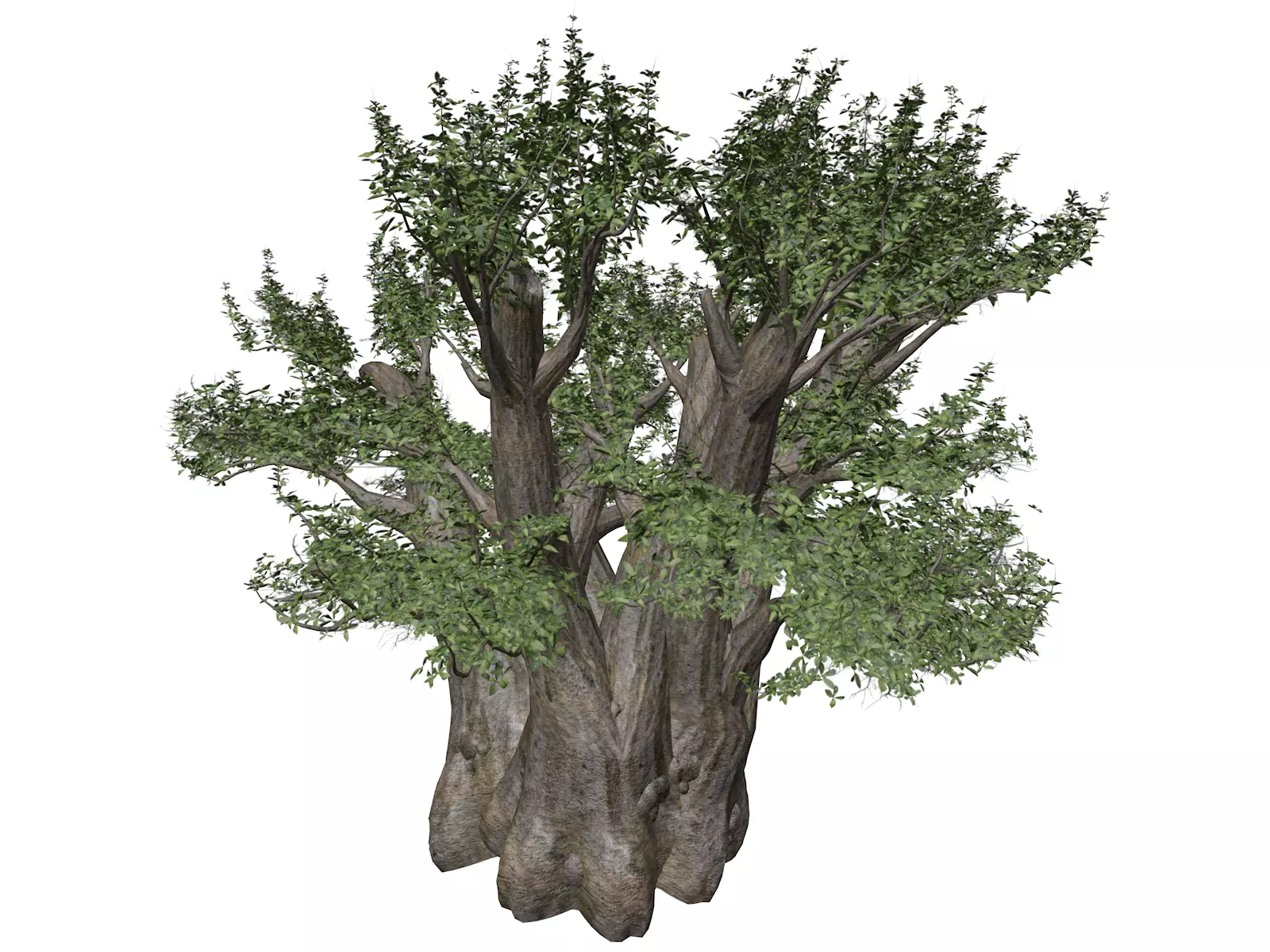 African Baobab Tree - 10 - 3D model