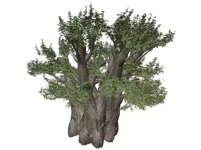 African Baobab Tree - 10 -