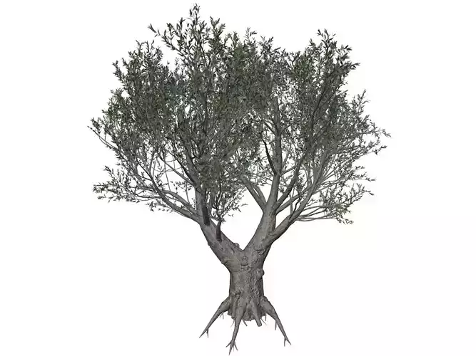 African Olive Tree - 01