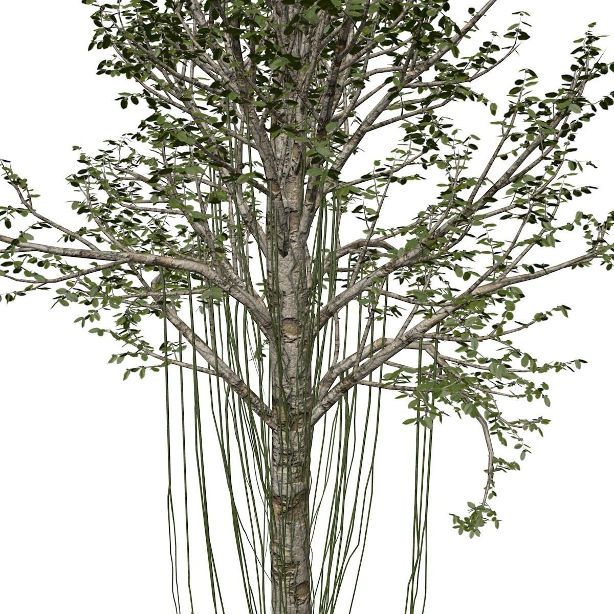 Agarwood Tree - 02 - 3D model_3