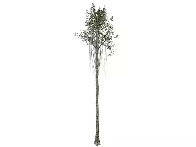 Agarwood Tree - 02 -