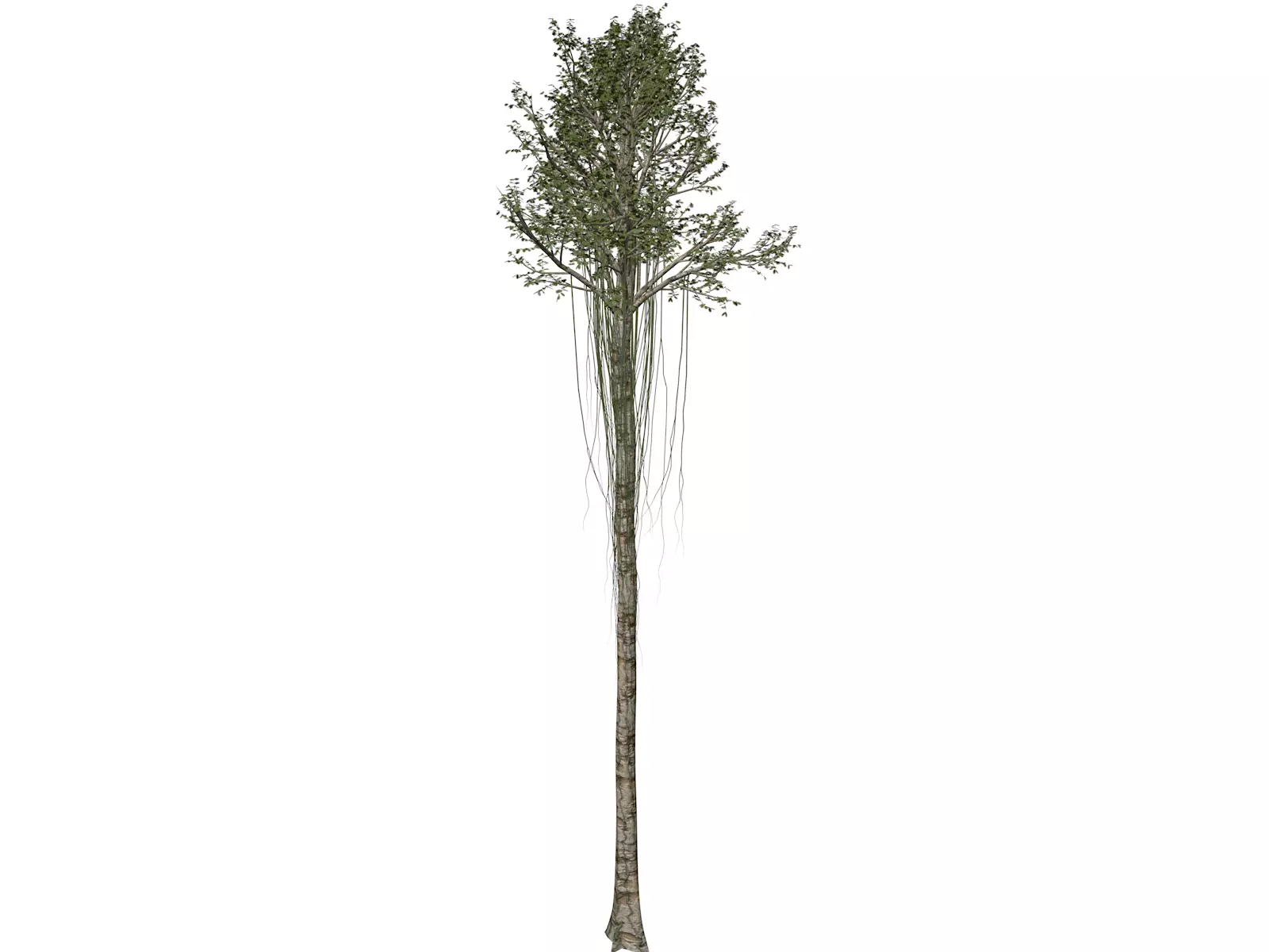 Agarwood Tree - 03 - 3D model_0