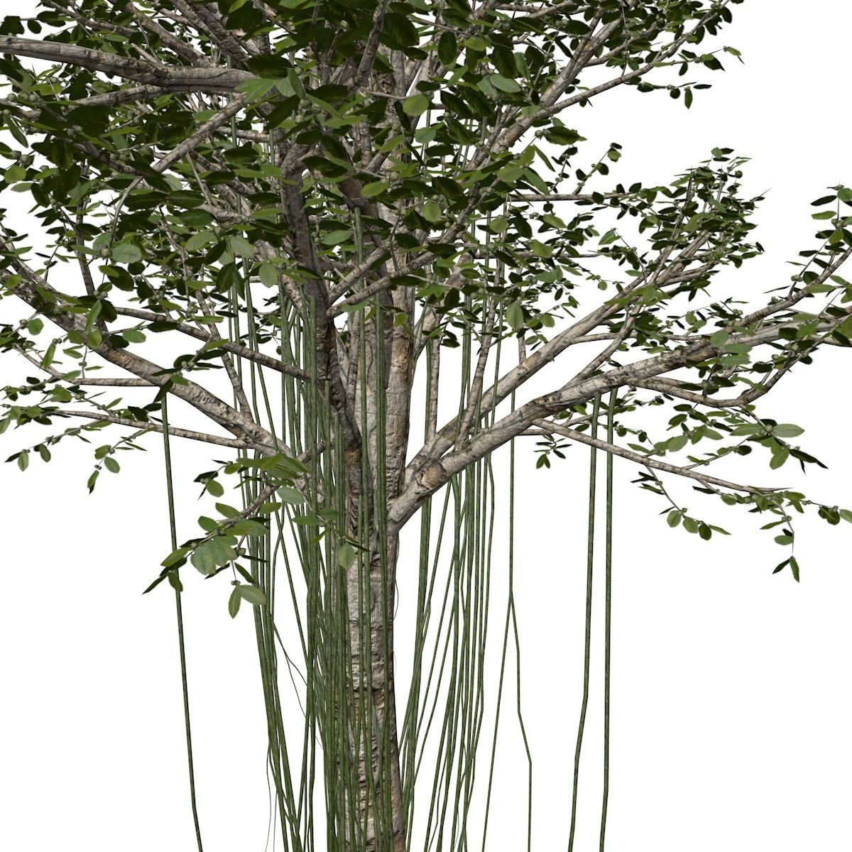 Agarwood Tree - 03 - 3D model_3
