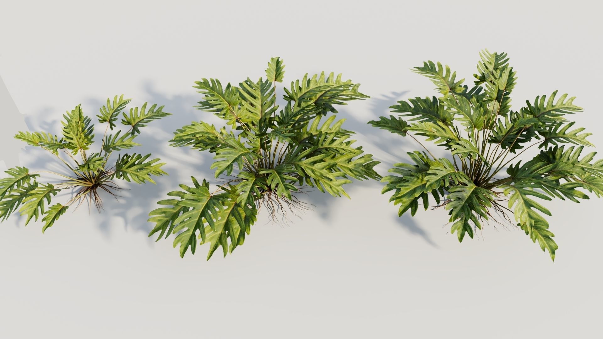 Philodendron xanadu 3D model_2