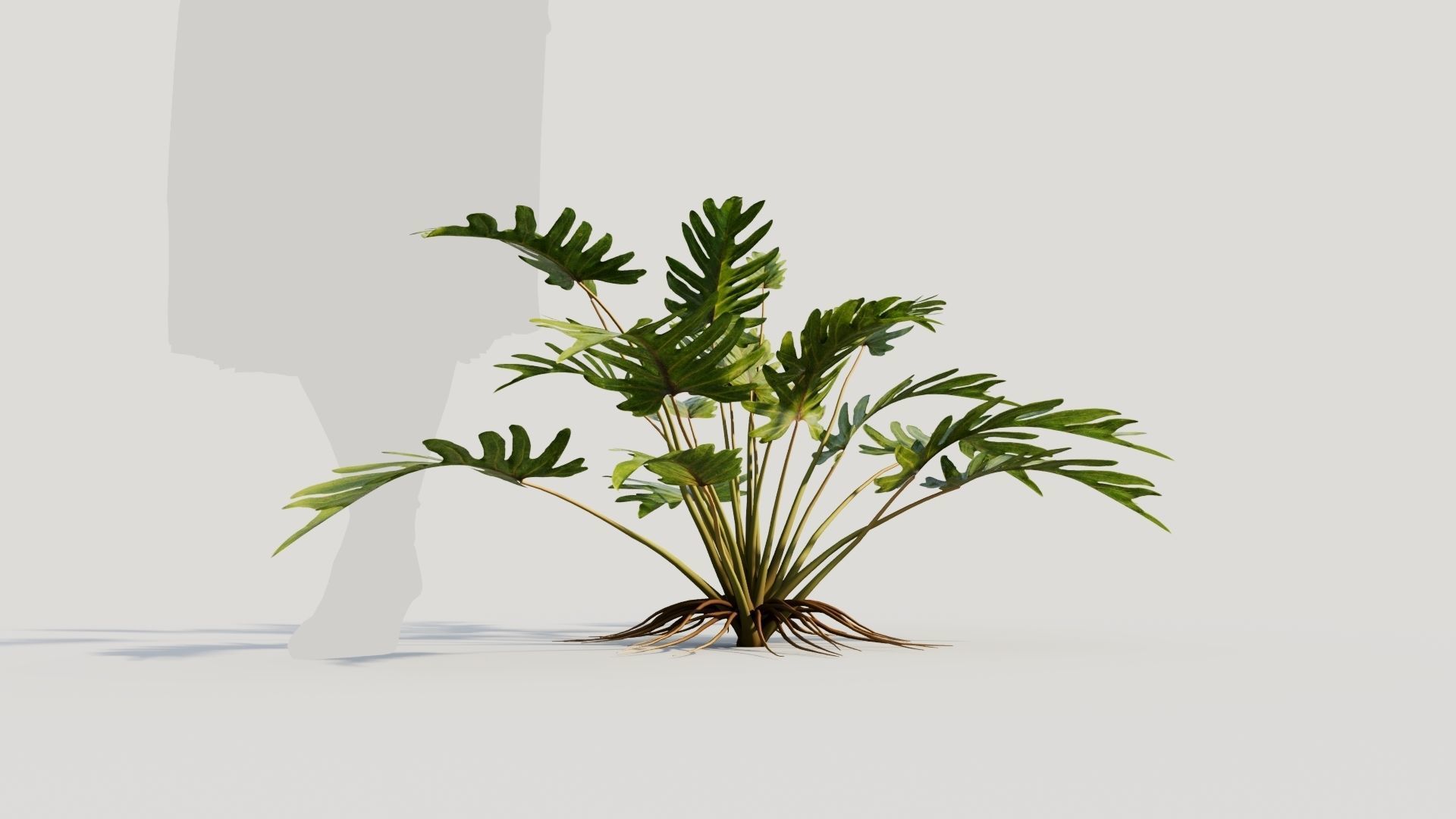 Philodendron xanadu 3D model_5